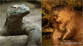 Komodo dragons have iron-coated teeth — just like the mighty beaver