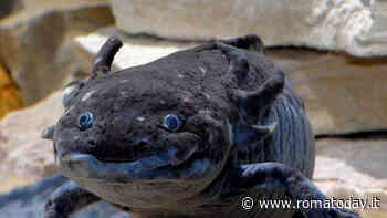 Chi si adatta è perduto, Ferragosto al Bioparco