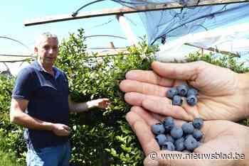 Veel schade op bessenplantage na storm, maar zaterdag kan je weer komen plukken: “Pas ’s morgens zagen we hoe erg de ravage was”