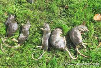 Meer ratten gesignaleerd in omgeving Grote Molenweg en Grimaldilaan