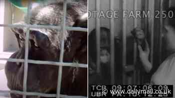 Chimpanzees can SPEAK, scientists claim after reviewing old footage - so, can you tell what these apes are saying?