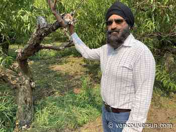'It's a disaster': Okanagan fruit grower calls for B.C. government help as crisis grows