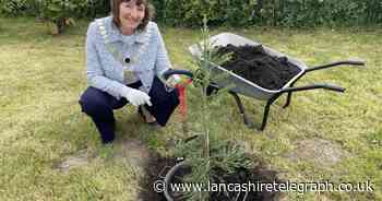 Ribble Valley Redwood tree planting battles climate change