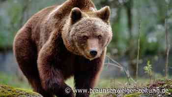 Bärin zum Tode verurteilt – das passiert mit ihren Jungen
