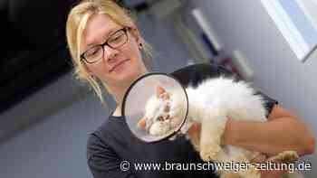 Tierischer Katzenjammer im Westen Braunschweigs