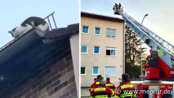 Kreativer Einsatz: Feuerwehr will Katze mit Schweinebraten vom Dach locken
