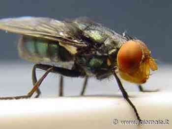 Paura per la mosca carnivora, c'è la prima vittima: è una ragazza di 19 anni