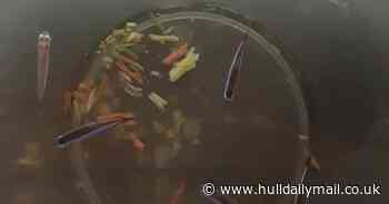 Chris Packham slams 'cruel' eBay for allowing pet fish to be posted in 'fizzy drink' bottles - with hundreds dying on way