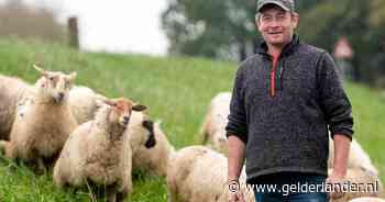 Schapenhouder Ronald verloor al 78 dieren door het blauwtongvirus: ‘Als er iets mee is, dan doet dat wat me’
