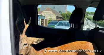 Dorset Police Rural Crime Team save animals from heat