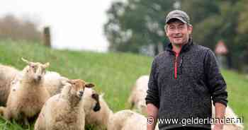 Schapenhouder Ronald verloor al 78 dieren door het blauwtongvirus: ‘Als er iets mee is, dan doet dat wat met me’