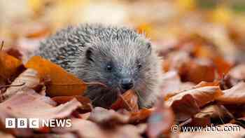 Call to help hedgehogs after population plummets