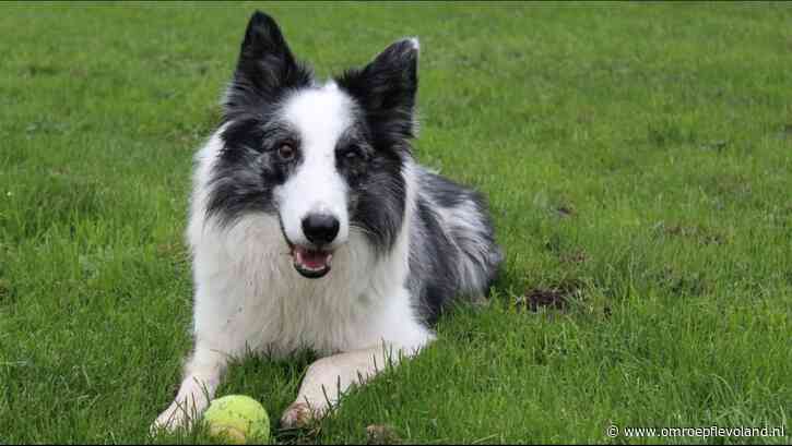 Zeewolde - Drie tips zodat je hond een koele zomer heeft