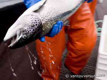 B.C. First Nations say fish farm licences infringe upon Aboriginal fishing rights