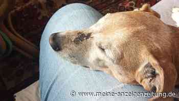 Hund erleidet über Jahre „unsägliche Qualen“ – jetzt gibt es für Jason ein Happy End