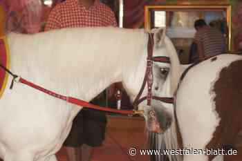 Annentag Brakel: Tierschutzorganisation Peta kritisiert Umgang mit Pferden