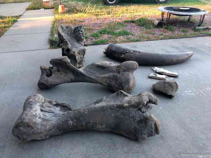 Bill to name Mastodon the national fossil passes Senate