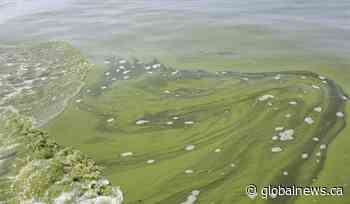 Saskatchewan lakes a hot spot for toxic algae
