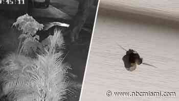 Gunshots ring out in video of Tamiami shooting that injured 4-year-old boy