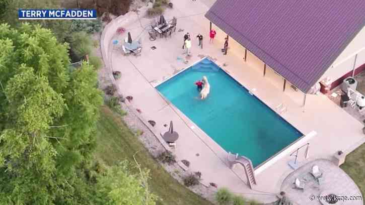 Watch: Missing Ohio horse rescued from swimming pool
