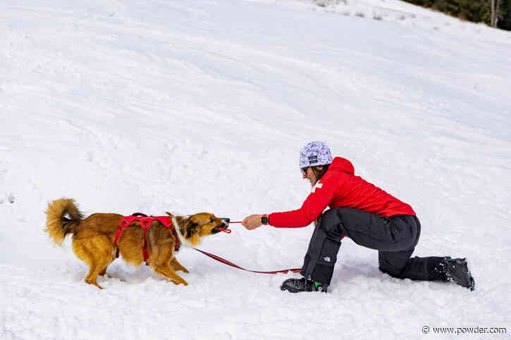 Avalanche Rescue Dogs Receive $50k+ in Grants
