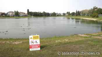 Potentially toxic algae discovered in Saskatoon pond