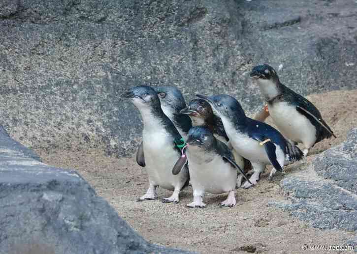 ABQ BioPark Zoo opens new Australia exhibit featuring 'Little Penguins'
