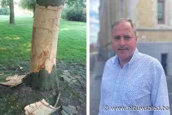 Boom ontschorst in stadspark, burgemeester: “Doodjammer, wat heb je hieraan?”