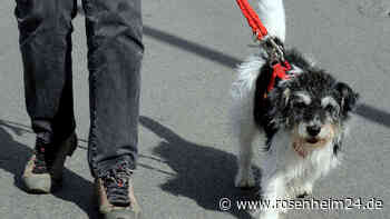 Mädchen (12) beim Gassigehen in Kirchseeon angefahren