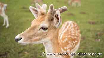Ausflugstipps um Mindelheim: Fünf unvergessliche Tier-Erlebnisse