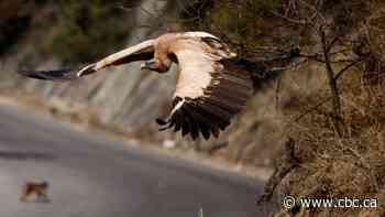 When India's vulture population collapsed, half a million human deaths followed: study