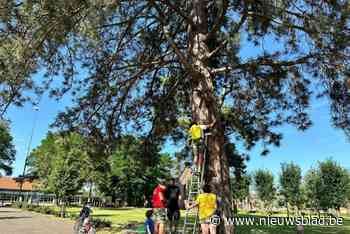 Zonhovense scouts helpen kat uit hoge boom redden met voederbakje: “Het moet een slim beestje zijn”