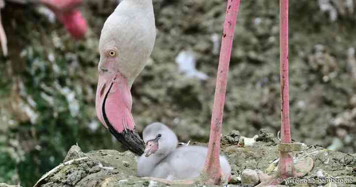 Nach Gen-Analyse: Rosaflamingo-Nachwuchs in Münchner Zoo