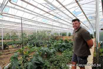 Moestuinen groeien en bloeien het hele jaar door in de Boechoutse Glastuin: “Geen last van te veel regen”