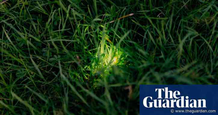‘There’s nothing else like it’: Dorset glow-worm survey charms volunteers