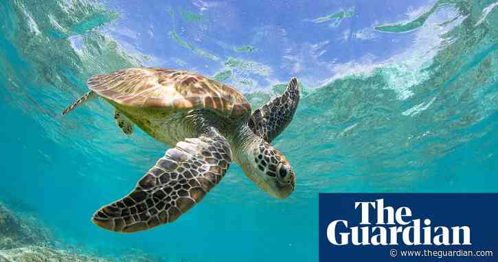 NSW shark nets to be removed a month early as more turtles head south in summer