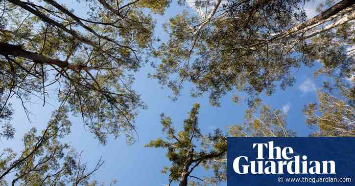 Forestry Corporation of NSW has ‘a pattern’ of illegally damaging the environment, scathing judgment finds