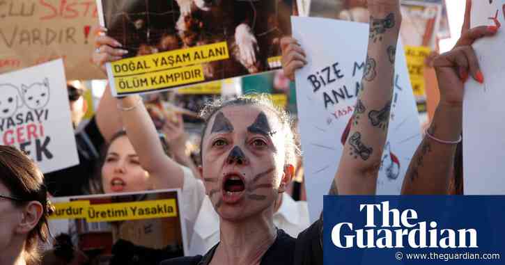 Turkey approves ‘massacre law’ to remove millions of stray dogs