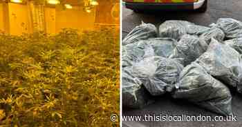 Bexleyheath ‘dangerous dogs’ and cannabis seized