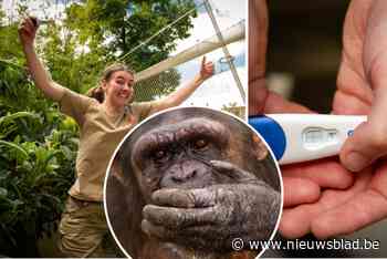 Na 32 jaar nog eens een chimpansee zwanger in Antwerpse Zoo: “Na twee jaar eindelijk twee streepjes”