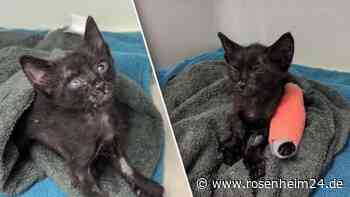 „Winzig kleines“ Katzenbaby völlig durchgefroren: Blinder Passagier aus Neapel landet in München