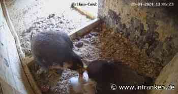 Coburg: Wanderfalken "Wanda" und "Falco" brüteten in Turmspitze der Morizkirche