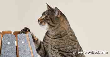 The Best Cat Furniture, Scratching Posts, and Litter Boxes (2024)