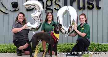 Dogs Trust celebrates homing 20,000 dogs in last 30 years as it marks mayor milestone