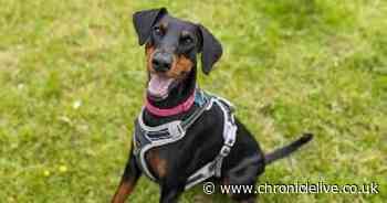 RSPCA appeal to find home for 'sweet' rescue dog Doris as charity prepares for busiest day of the year