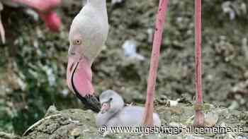 Nachwuchssorgen im Zoo: Eier der Rosa Flamingos waren plötzlich weg