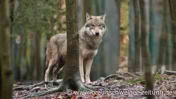 Nach mehreren Sichtungen: Ist der Wolf in Wolfenbüttel heimisch?