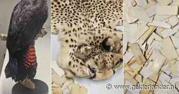 Ivoren pianotoetsen en cheetahuid: dit jaar al meer illegale dierenvoorwerpen ingeleverd dan in heel 2023