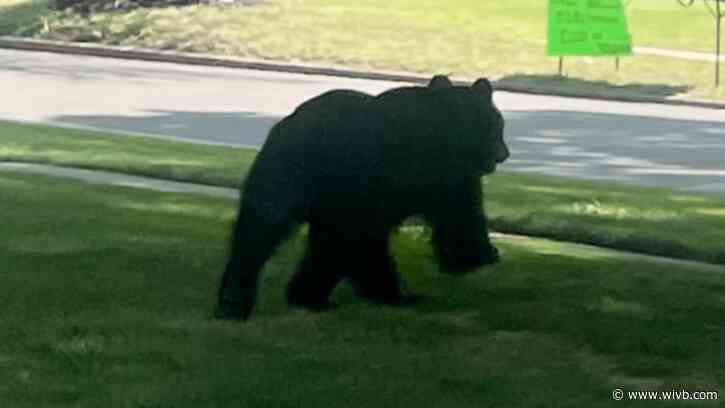 Black bear spotted around Amherst has left the area