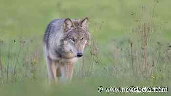Provincie Utrecht wil probleemwolf afschieten en waarschuwt ouders met kleine kinderen